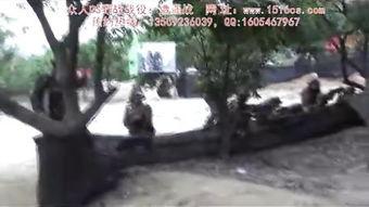 国产野战视频,展现中国军人英勇风采与实战智慧